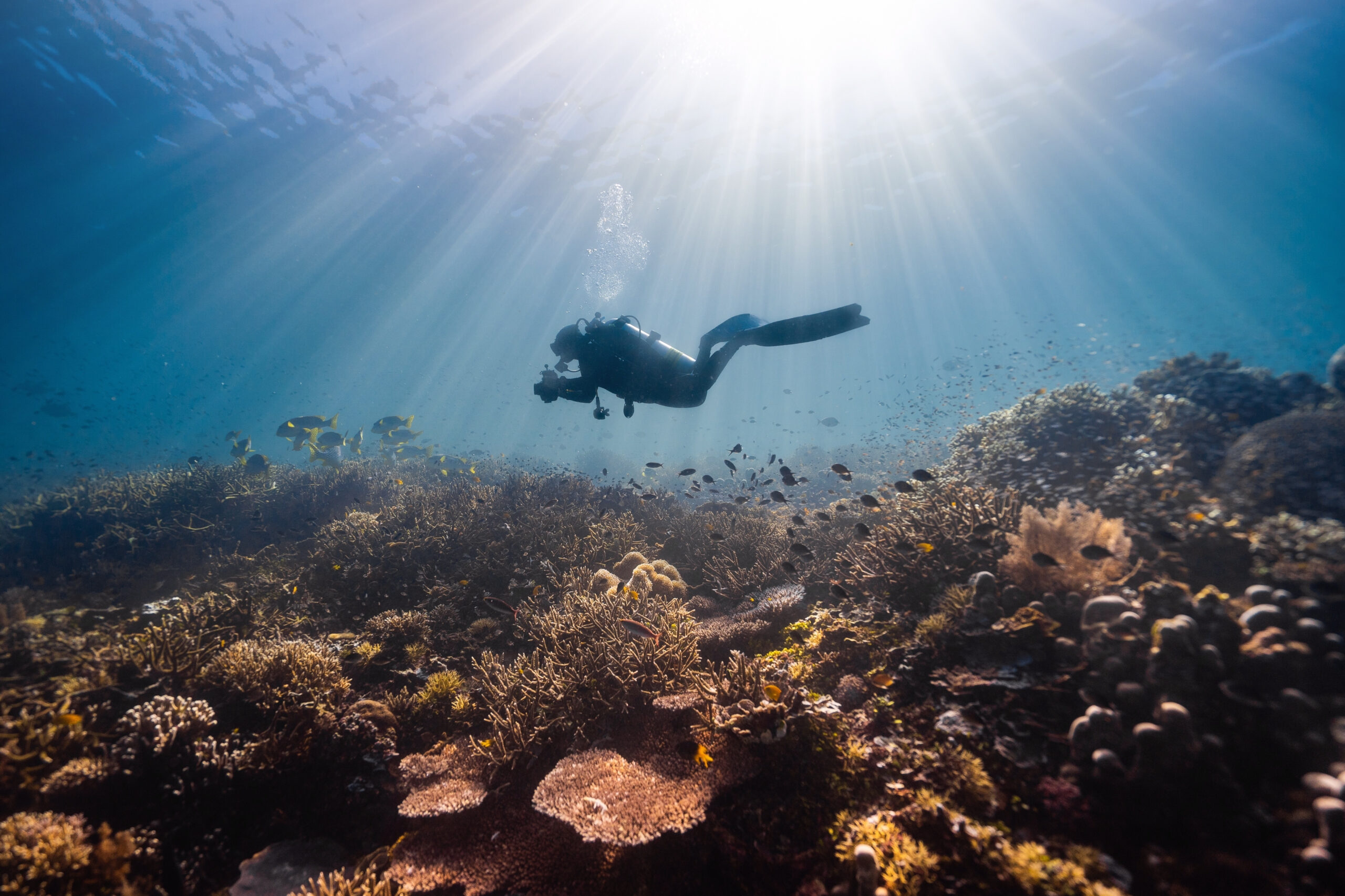 Exploring Fiji's Stunning Underwater World. Scuba diving in Fiji