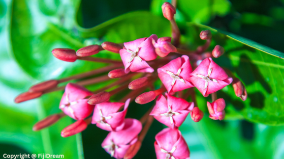 flowers of fiji