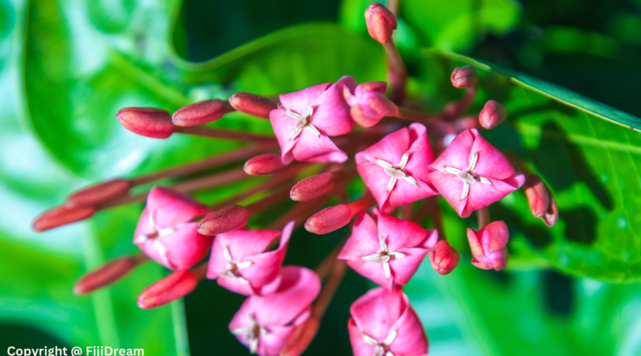 Exploring Fiji’s Botanical Gardens: A Haven for Flower Enthusiasts