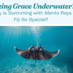 Why is Swimming with Manta Rays Fiji So Special?