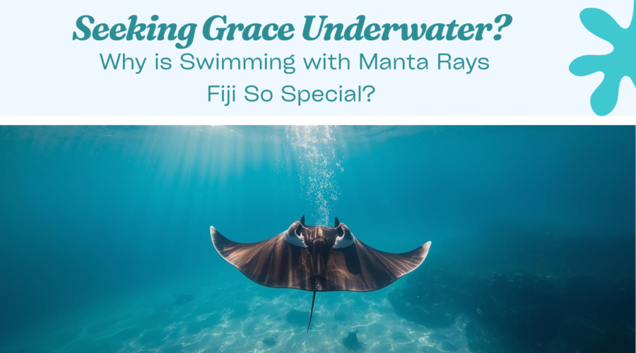 Seeking Grace Underwater? Why is Swimming with Manta Rays Fiji So Special?