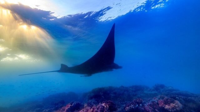 manta rays fiji|